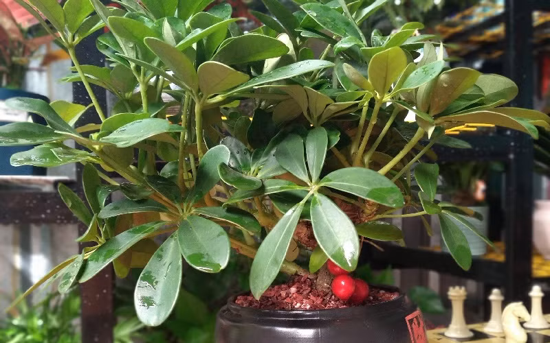  8. Làm thuốc. Cây cảnh này cũng là một loại cây thảo dược quý dùng để chữa nhiều bệnh khác nhau như: Suy nhược cơ thể, chữa trị các bệnh về xương khớp, tăng cường hệ miễn dịch cho cơ thể…