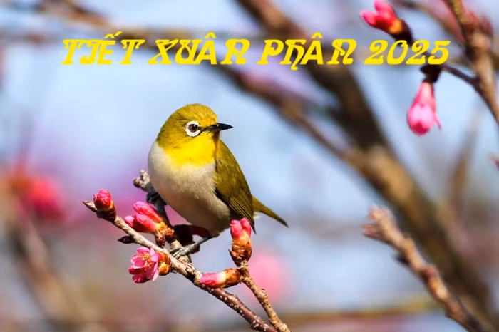 Tiet Xuan phan 2025: Nen lam gi de cau tai, cau phuc