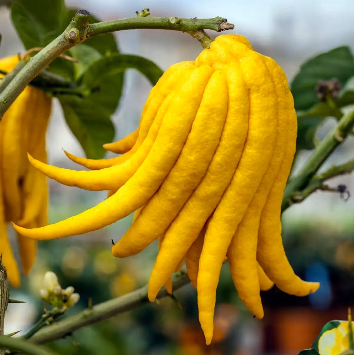  4. Cây cảnh: Phật thủ. Phật thủ (tên khoa học là "Citrus medica var. Sarcodactylis và tên tiếng Anh là Buddha's hand cũng có nghĩa là "Tay phật". Quả Phật thủ rất được ưa thích, là loại quả mọi người lựa chọn bày trên ban thờ vào ngày rằm, mùng 1, đặc biệt vào dịp Tết Nguyên đán. 
