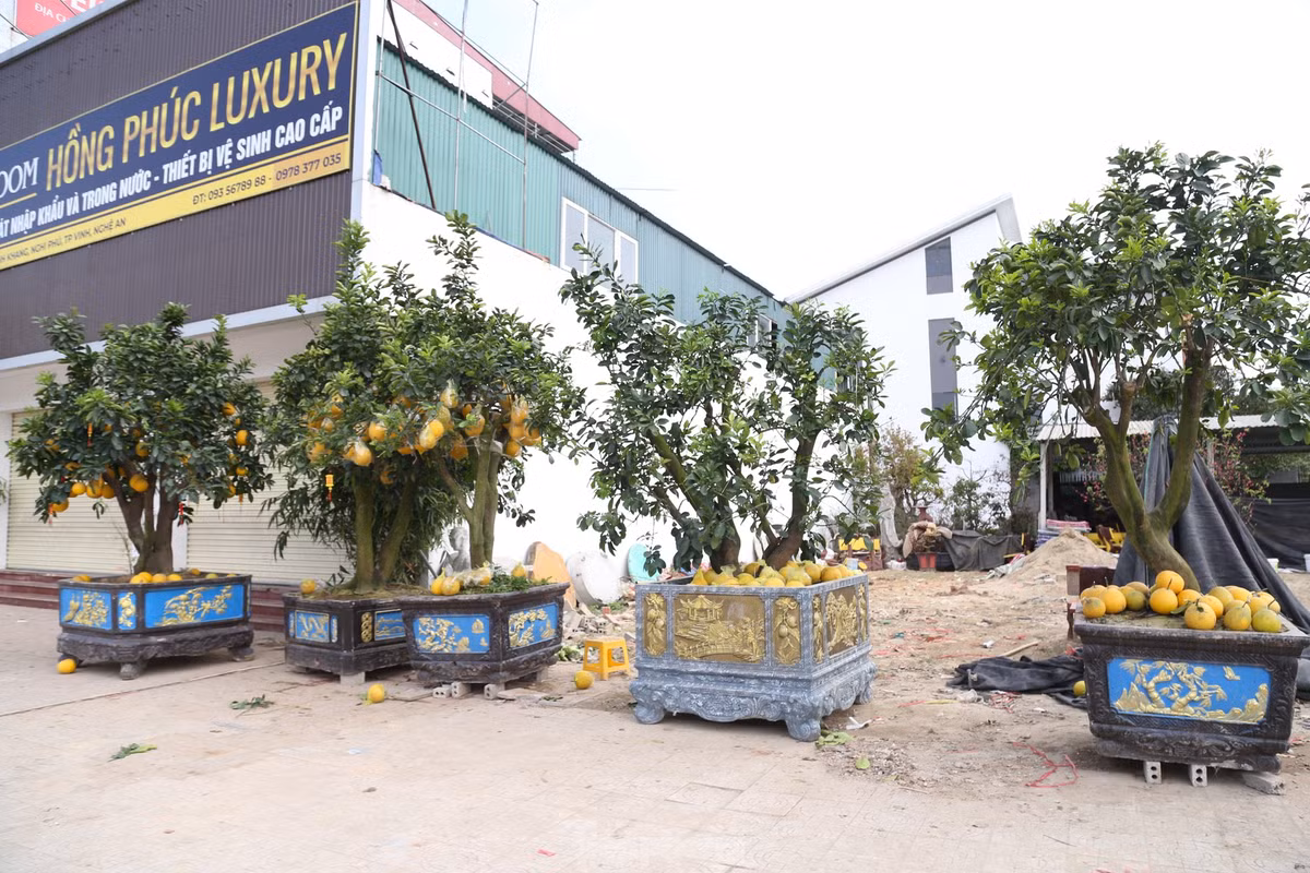 Những cây bưởi Diễn loại to, trước Tết bán với giá từ 40 - 50 triệu đồng, nay chỉ xấp xỉ 10 triệu đồng. Đối với những cây loại nhỏ, trước đây bán từ 10 – 15 triệu đồng, nay chỉ còn từ 2 – 5 triệu đồng, nhưng không có người hỏi mua.