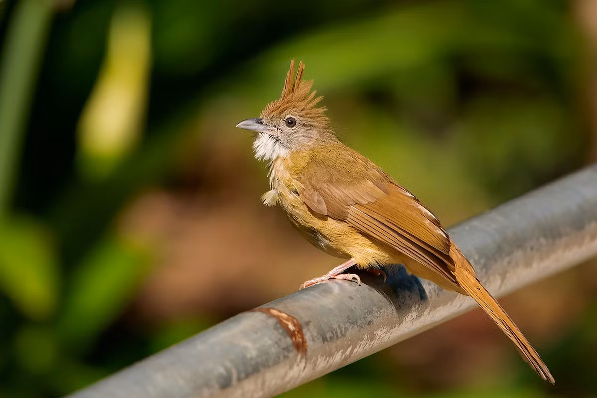 Cành cạch lớn (Alophoixus pallidus) dài 20-25 cm, lf loài định cư phổ biến từ Bắc Bộ đến Nam Trung Bộ (VQG Tam Đảo, Cúc Phương, Vũ Quang, Bạch Mã, khu BTTN Đăkrông). Loài này sống chủ yếu ở rừng lá rộng thường xanh.