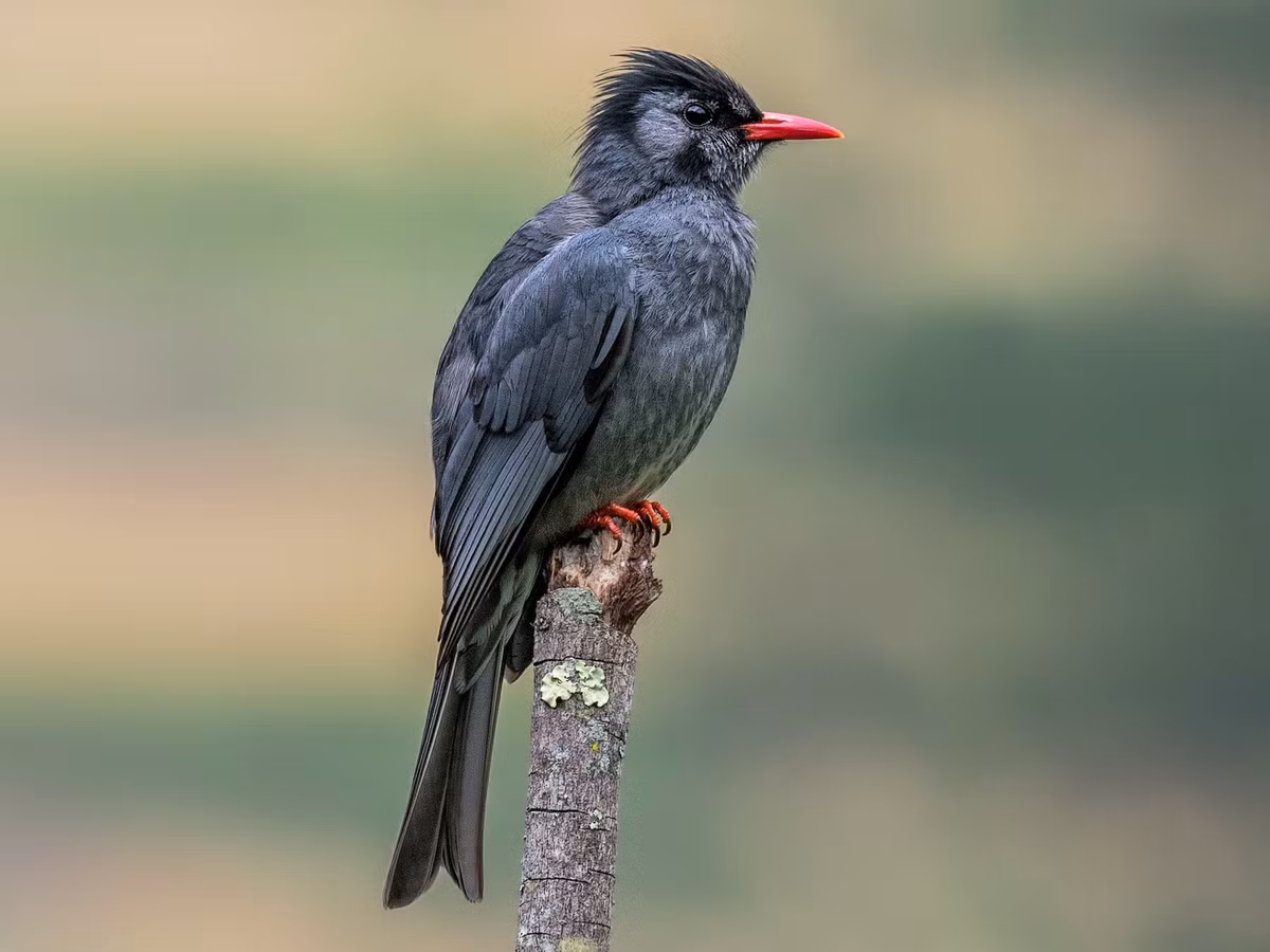 Cành cạch đen (Hypsipetes leucocephalus) dài 23-27 cm, là loài định cư tương đối phổ biến trong cả nước (trừ Nam Bộ), trú đông không phổ biến tại Tây Bắc, Đông Bắc và Nam Bộ. Chúng sống ở rừng lá rộng thường xanh từ độ cao 500-3.000 mét, di chuyển xuống 120 mét trong mùa đông.