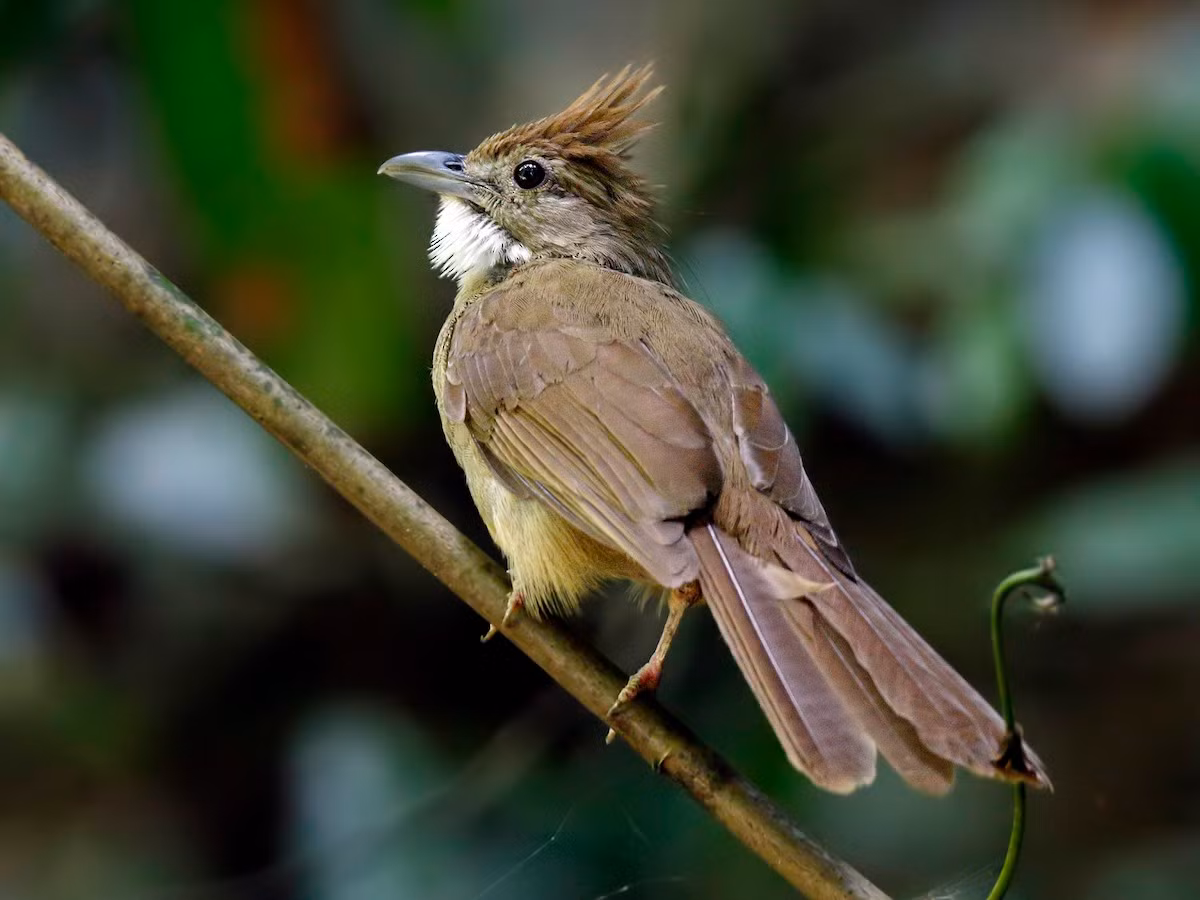Cành cạch bụng hung (Alophoixus ochraceus) dài 19-22 cm, là loài định cư, phổ biến tại Nam Trung Bộ và Nam Bộ (ghi nhận nhiều tại VQG Cát Tiên, Chư Yang Sin, Phú Quốc). Chúng sống ở rừng lá rộng thường xanh.
