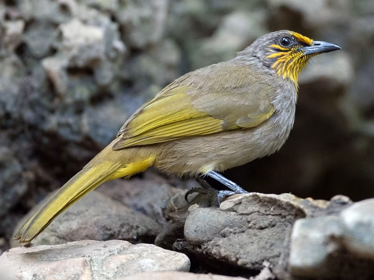 Bông lau họng vạch (Pycnonotus finlaysoni) dài 19020 cm, là loài định cư, phổ biến trong cả nước (VQG Cúc Phương, Vũ Quang, Bạch Mã, Cát Tiên, Côn Đảo, Phú Quốc). Môi trường sống của chúng là rừng thứ sinh, cây bụi, bìa rừng, khu vực trống trải trong rừng thường xanh.