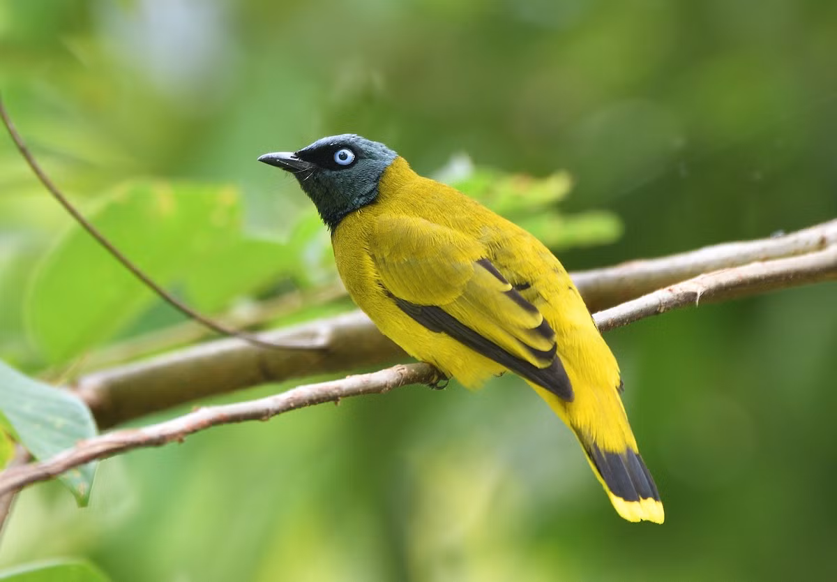 Chào mào vàng đầu đen (Pycnonotus atriceps) dài 18-19 cm, là loài định cư tương đối phổ biến tại Trung, Nam Trung Bộ và Nam Bộ (VQG Cát Tiên, Chư Yang Sin). Môi trường sống của chúng là rừng lá rộng thường xanh, rừng hỗn giao, rừng thứ sinh, bìa rừng, thường gặp ở vùng đất thấp.