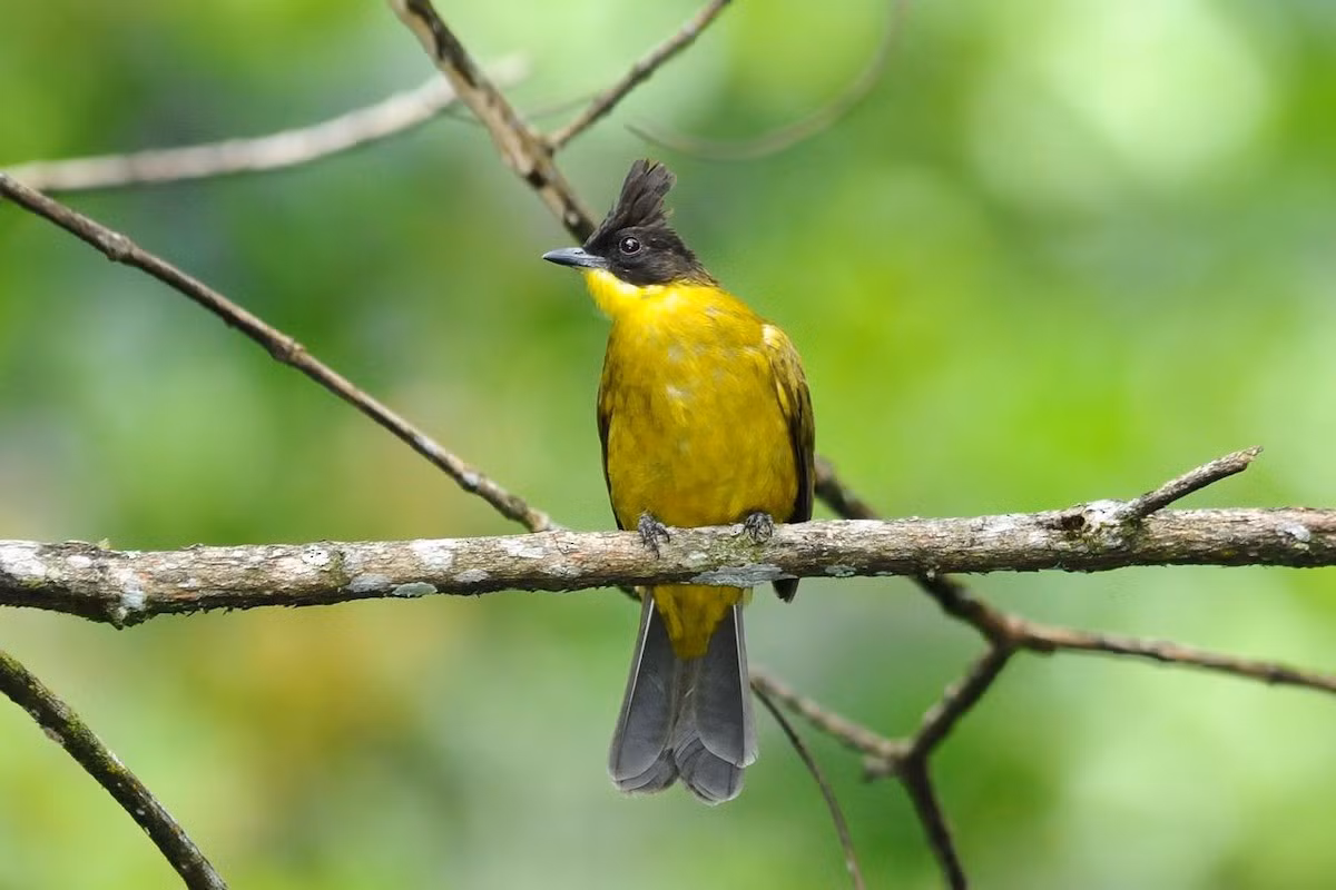  Chào mào vàng mào đen (Pycnonotus melanicterus) dài 18-20 cm, là loài định cư phổ biến trong cả nước (VQG Cúc phương, Bạch Mã, Cát Tiên, Chư Yang Sin, khu vực Tà Nung, Đà Lạt). Chúng được ghi nhận ở rừng lá rộng thường xanh, rừng hỗn giao, rừng thứ sinh, bìa rừng. Ảnh: eBird.
