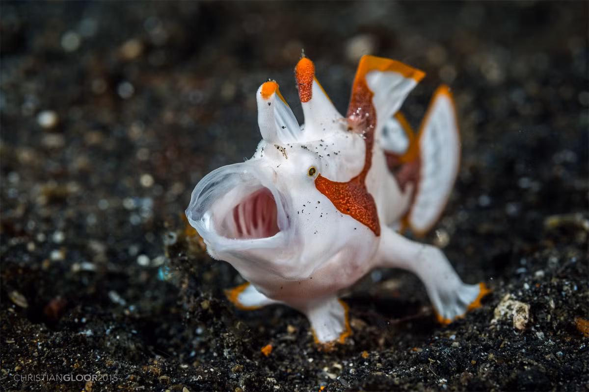 Cá lưỡi dong mụn cóc (Antennarius maculatus) dài 12 cm, phân bố ở các vùng biển nhiệt đới Ấn Độ Dương - Thái Bình Dương. Loài cá giỏi ngụy trang này thường dùng vây ngực giống các chi để leo lên các rạn san hô.
