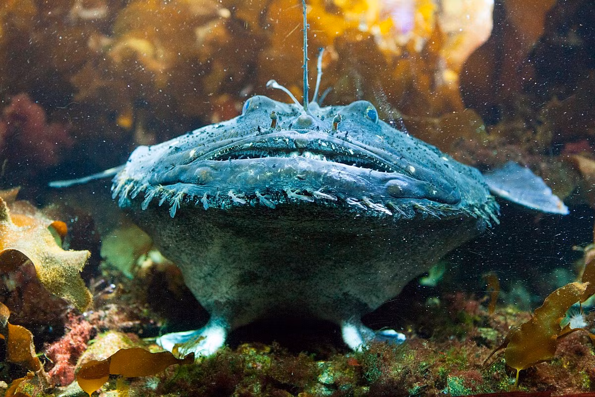 Cá vây chân châu Âu (Lophius piscatorius) dài 2 mét, phân bố ở Đông Bắc Đại Tây Dương. Loài cá này có viền tua hình dạng giống rong biển quanh miệng để giúp ngụy trang. Chúng có thể tấn công với tốc độ chớp nhoáng.