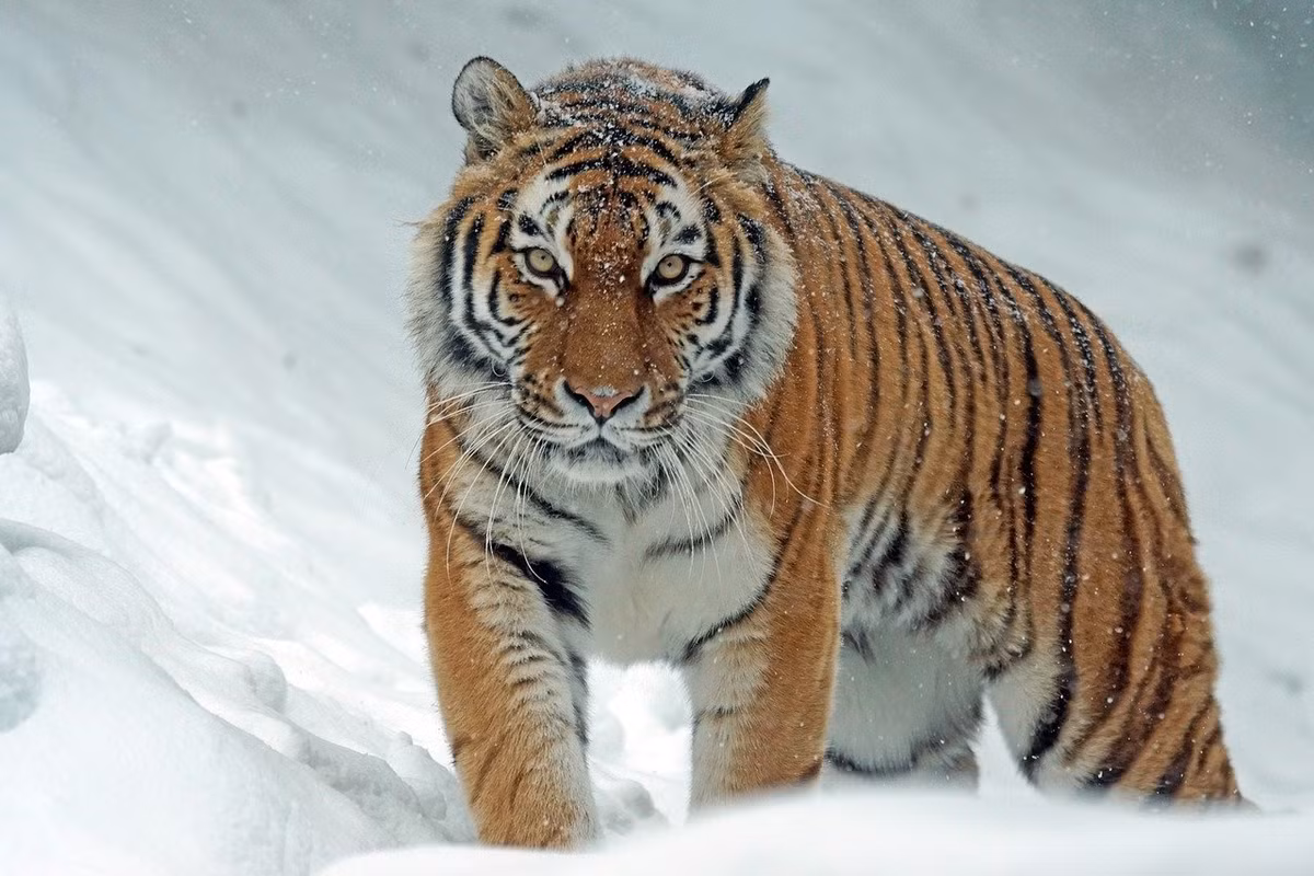 Và không thể không nhắc đến hổ Siberia, một phân loài hổ sinh sống chủ yếu ở vùng núi Sikhote-Alin ở phía Tây Nam tỉnh Primorsky Krai của vùng Viễn Đông Nga. Những con mèo lớn nhất thế giới này thường được gọi là “Chúa tể rừng Taiga”. Ảnh: Vostok.today.