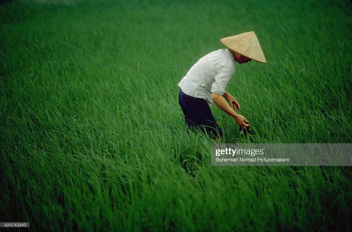 Người nông dân trên cánh đồng lúa Đông Anh.