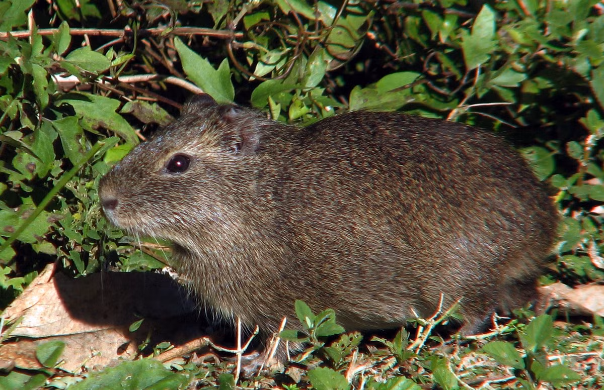 Chuột lang Brazil (Cavia aperea) dài 25-30 cm, phổ biến ở phía Đông dãy núi Andes. Sống ở đồng cỏ và thảo nguyên, loài này có thân hình thon và dài hơn chuột lang nhà. Chúng có thể lai giống với chuột lang nhà, dù tỉ lệ vô sinh cao ở thế hệ sau.