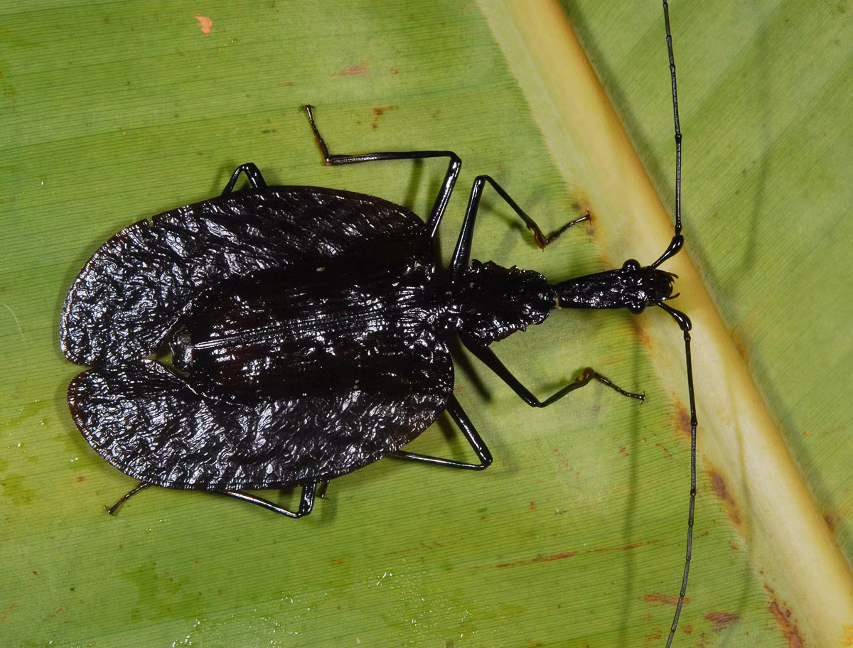 Bọ vĩ cầm (Mormolyce phyllodes) dài 8-10 cm, phân bố ở Đông Nam Á. Hình dạng phẳng dẹt giúp loài này len lỏi dưới nấm đảm và vỏ cây để ăn ấu trùng côn trùng và ốc sên ở đó.