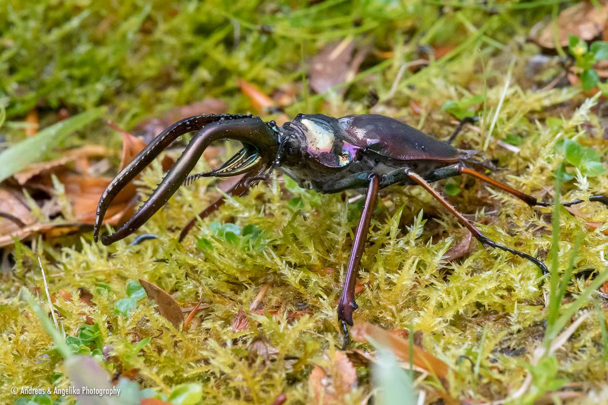 Bọ sừng hươu Chile hay bọ Darwin (Chiasognathus grantii) dài 6-9 cm, được tìm thấy ở Chile và Argentina. Con đực của loài này dùng hàm dài để móc và ném đối thủ trên cành cây, tương tự loài Lucanus cervus.