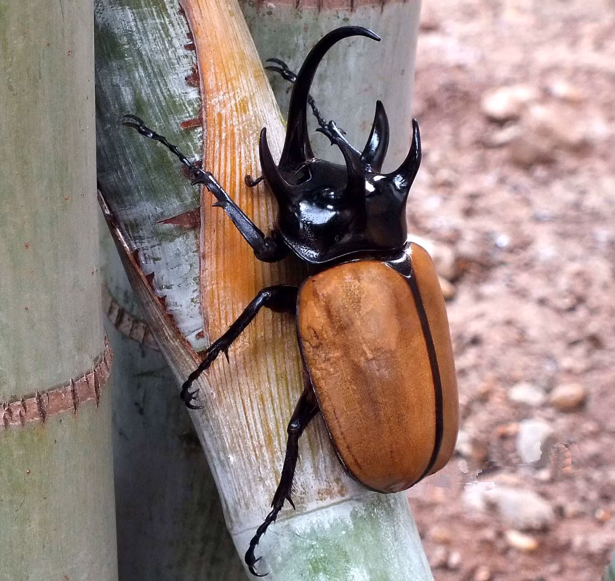 Bọ hung năm sừng (Eupatorus gracilicornis) dài 5-10 cm, phân bố ở Đông Nam Á. Loài này có bốn sừng lớn ở đốt ngực trước và một sừng rất dài trên đầu.