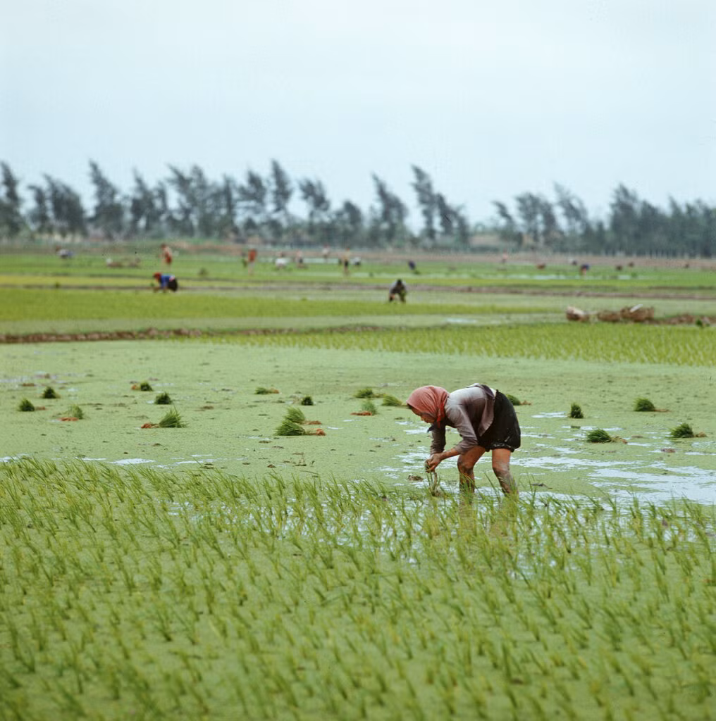 Người nông dân gieo mạ trên cánh đồng ở tỉnh Nam Hà.
