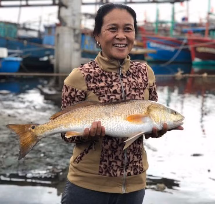 Ở Việt Nam, cá sủ vàng có rất nhiều tên gọi như cá sủ kép vây vàng, thủ vàng, sủ giấy hay cá đường… Hiện nay, chúng được tìm thấy khá nhiều ở các khu vực như bờ Tây Thái Bình Dương, Pakistan, khu vực bán đảo Mã Lai và Trung Quốc. #