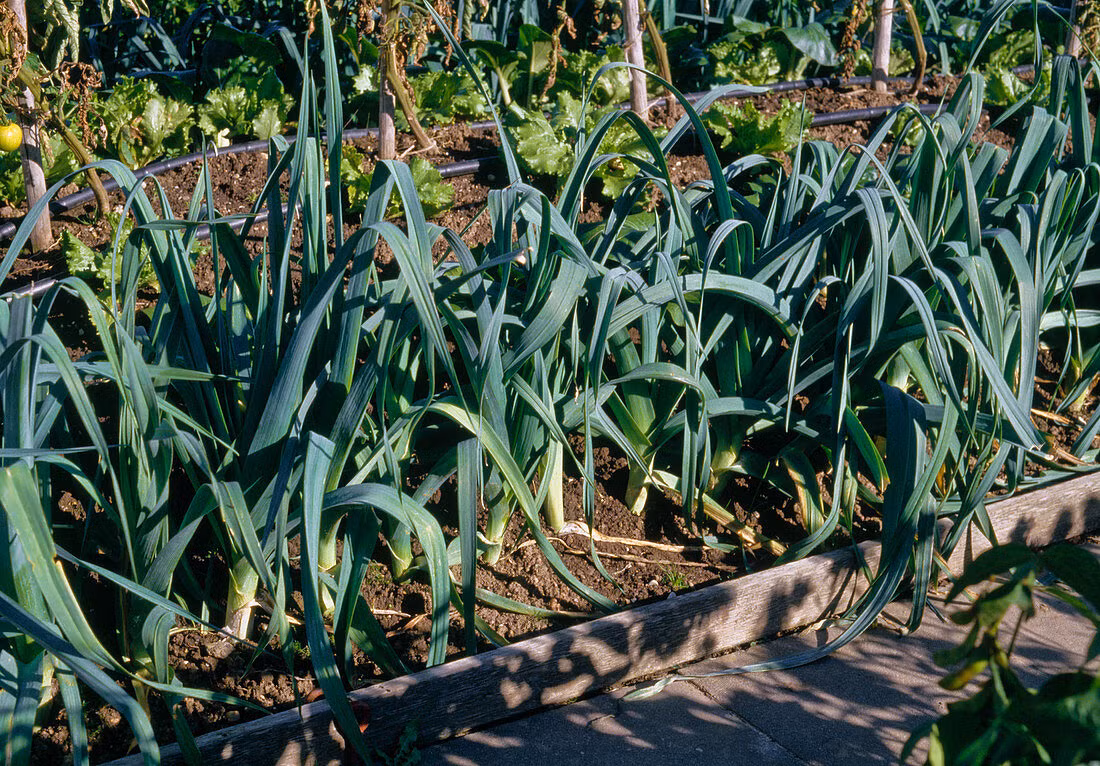 Tỏi tây (Allium porrum) được dân Ai Cập cổ đại sử dụng làm thức ăn từ thiên niên kỷ thứ hai TCN, ngày này không còn rõ nguồn gốc tự nhiên. Phần ăn được của loài chành kích thước lớn này này là bó bẹ lá (tương tự phần "củ" của hành tây) thường bị nhầm là thân, được dùng như rau xanh.