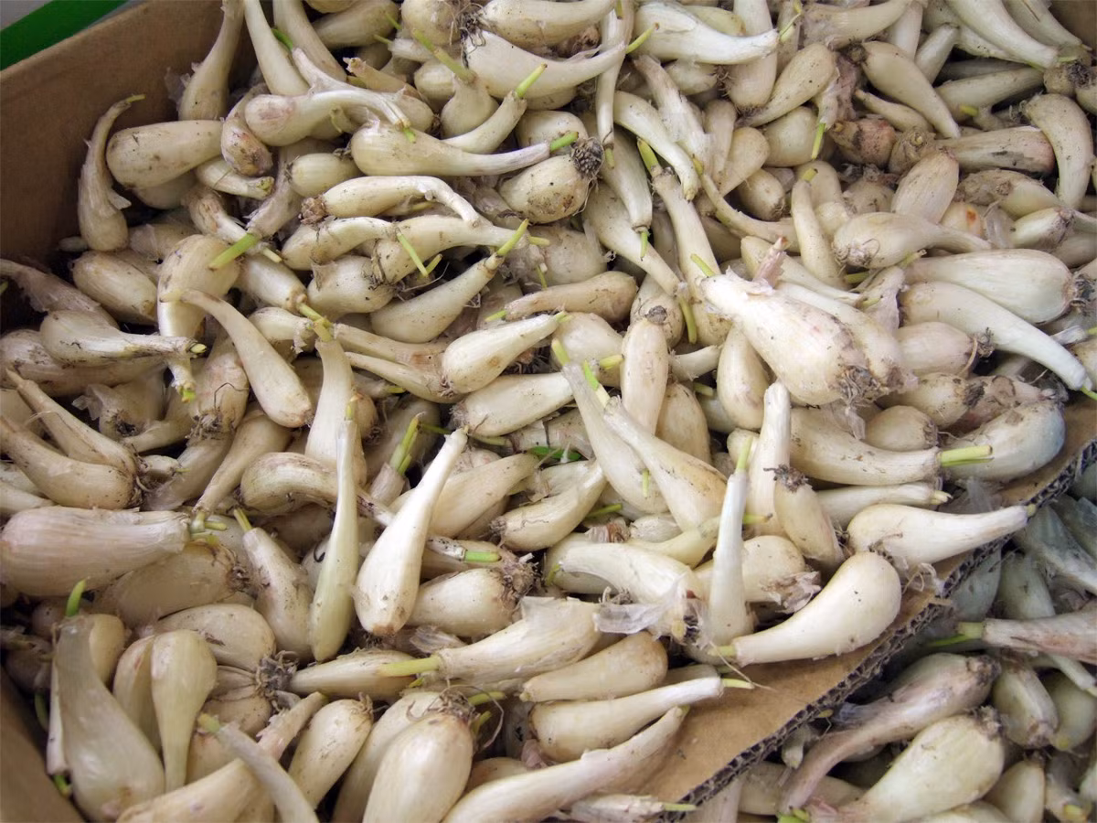 Kiệu (Allium chinense) là cây bản địa của khu vực Đông Á và được sử dụng phổ biến trong nền ẩm thực của các quốc gia trong vùng. Có vị nhẹ nhàng so với hành, kiệu thường được muối chua và dùng như món ăn phụ ở Việt Nam và Nhật Bản.
