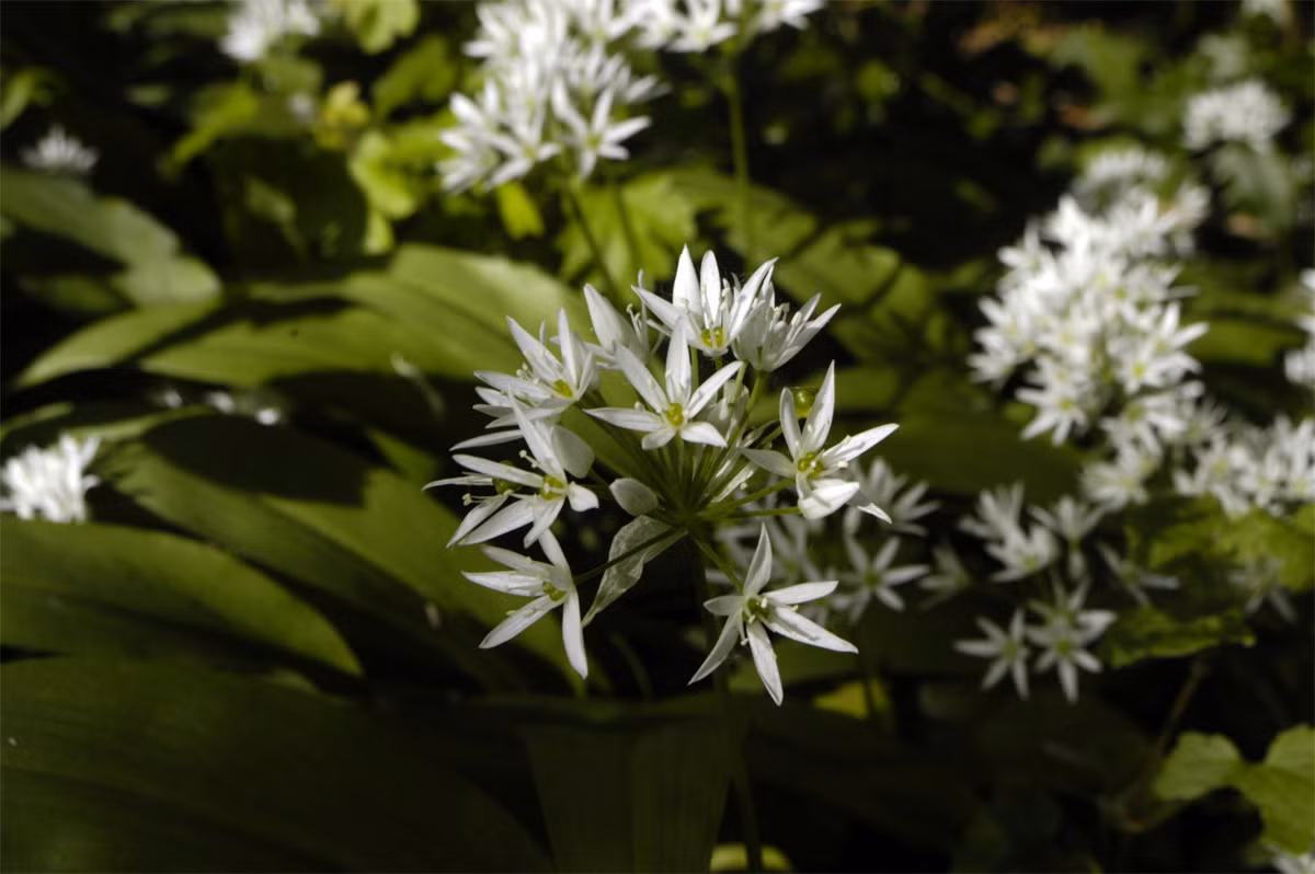 Tỏi gấu (Allium ursinum) là loài cây có họ hàng với tỏi và mùi tương tự, nhưng lá rộng bản. Chúng thường mọc thành thảm rộng trên tầng đáy rừng châu Âu vào mùa xuân.
