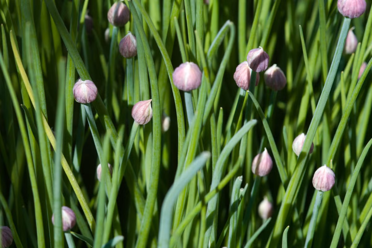 Hành tăm (Allium schoenoprasum) phân bố rộng trên toàn cầu, là loài hành duy nhất mọc trong tự nhiên ở cả Cựu thế giới và Tân thế giới. củ hành tăm nhỏ, có hương thơm đặc trưng, có thể chế biến thành các món ăn.