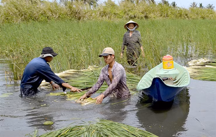 Bồn bồn có thể thu hoạch nhiều lần trong năm nhưng phát triển tốt nhất là khi bắt đầu mùa mưa. Sau khi làm sạch, bồn bồn được thương lái thu mua tận nơi