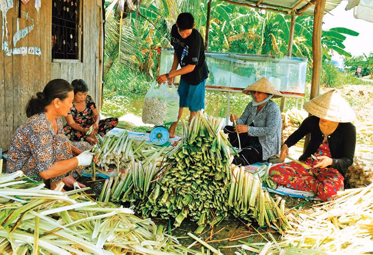 Giờ đây, nhiều người đã đưa cây bồn bồn về trồng. Chúng dễ chăm sóc, không tốn nhiều công sức
