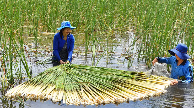 Mùa nước nổi, nhìn đâu cũng thấy bồn bồn, người dân còn mang nhổ bỏ vì xem chúng là cỏ dại, ảnh hưởng đến mùa màng