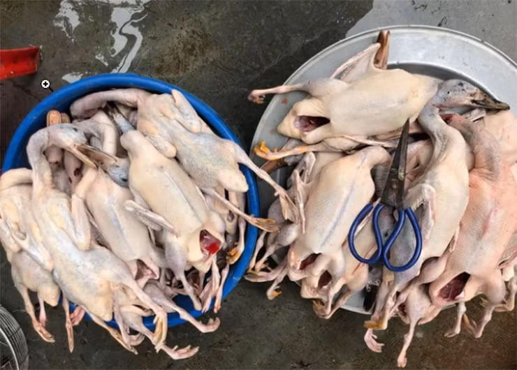 Mỗi con vịt trời thịt cần nuôi 5 tháng, trọng lượng trung bình khoảng 800-900 gram (sau khi đã làm sạch).