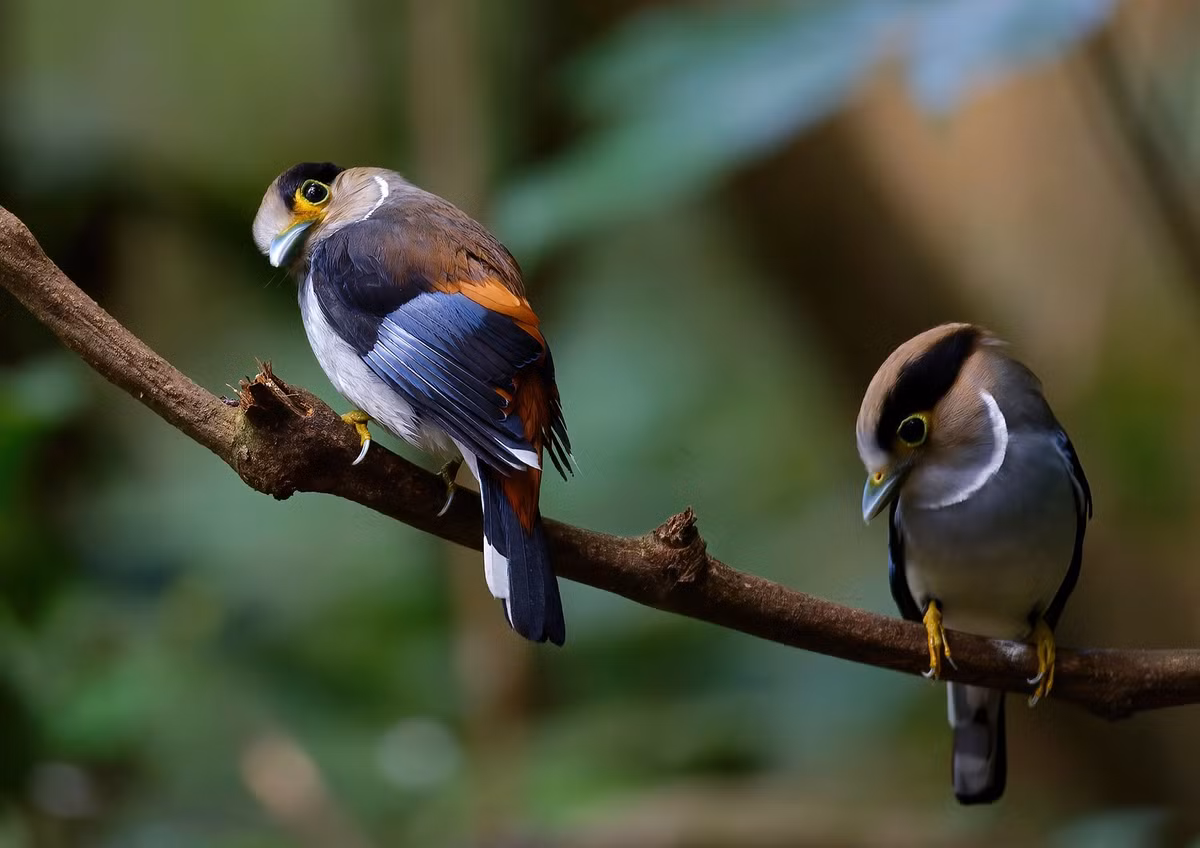 Chim mỏ rộng ngực bạc (Serilophus lunatus), chụp ở Di Linh, Lâm Đồng. Ảnh: Ana Silva / Flickr.