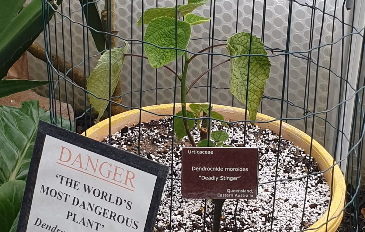 Mọc ở vùng nhiệt đới Đông Nam Á và Australia, cây tầm ma Queensland (Dendrocnide moroides), còn gọi là cây chích (stinging tree) hoặc cây gympie-gympie, được mệnh danh là "loài cây nguy hiểm nhất thế giới". Ảnh: Newsweek.