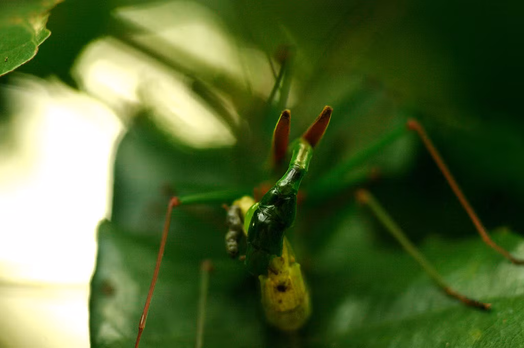 Cặp bọ que thuộc chi Micadina đang kết đôi. Ảnh: Luis Mata / Flickr.