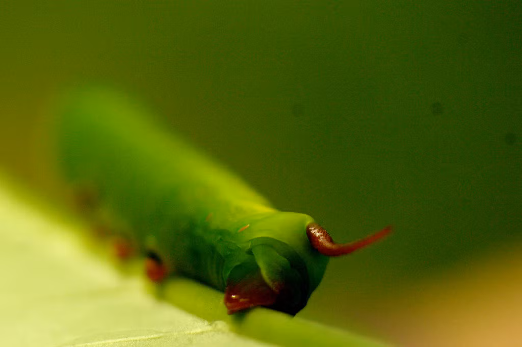 Ấu trùng của một loài bướm.Ảnh: Luis Mata / Flickr.