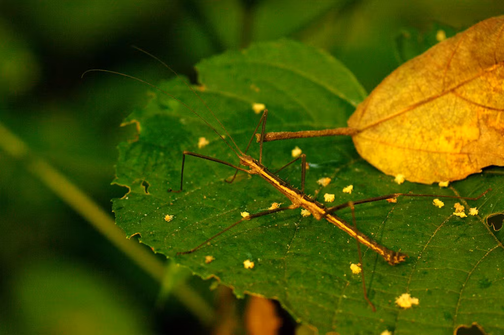 Một con bọ que đậu trên chiếc lá ở Vườn quốc gia Cát Bà, Hải Phòng. Ảnh: Luis Mata / Flickr.