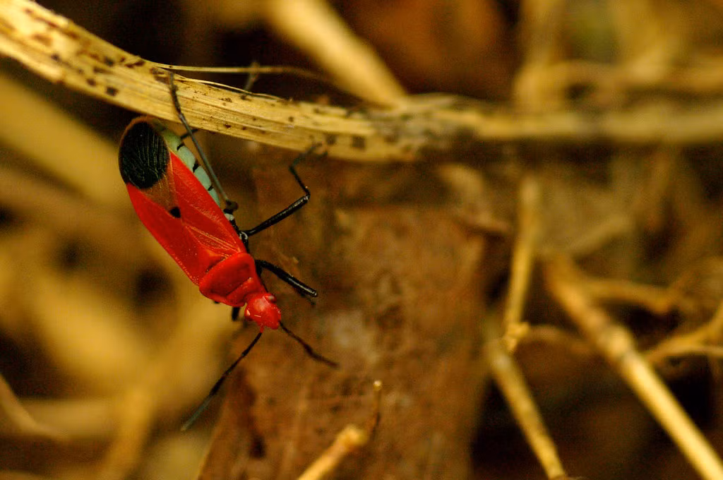 Một loài bọ xít thuộc họ Bọ xít đỏ (Pyrrhocoridae), bộ Heteroptera. Ảnh: Luis Mata / Flickr.