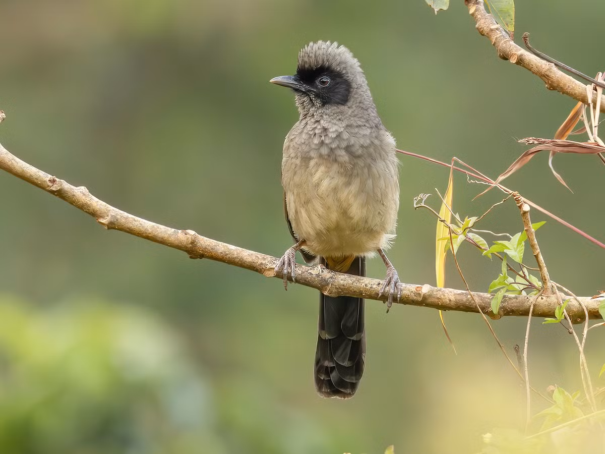 2. Chim bò chao (Pterorhinus perspicillatus) dài 28-32 cm, là loài định cư, tương đối phổ biến tại Tây Bắc, Đông Bắc, Bắc và Trung Trung Bộ. Ảnh: eBird.