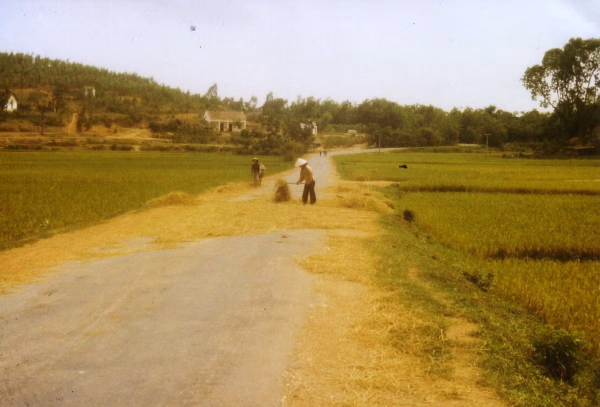 Phơi rơm trên đường làng.