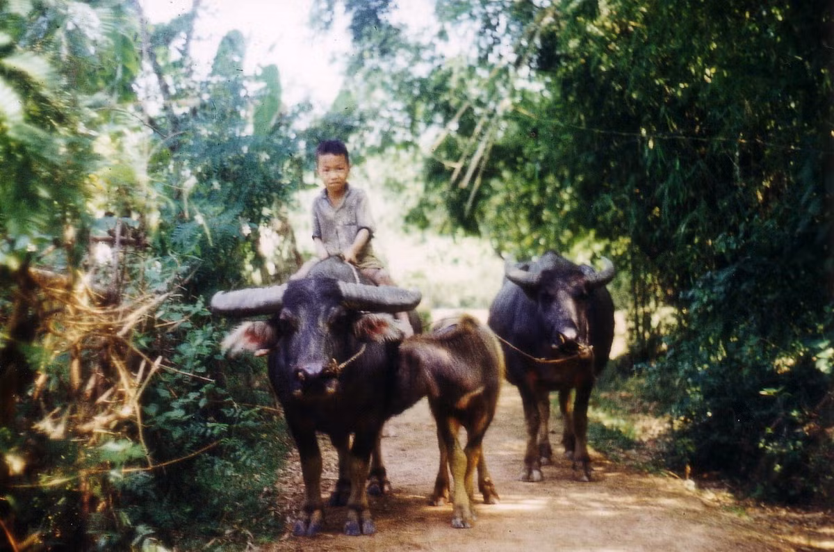Cậu bé chăn trâu.