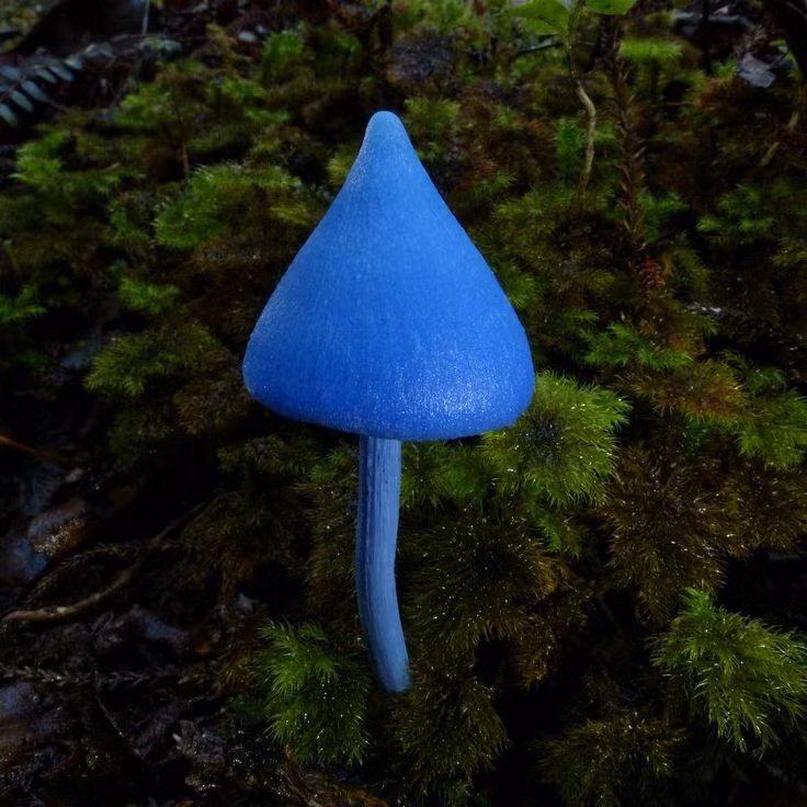  Nấm Entoloma hochstetteri. Nấm có màu xanh dương rực rỡ hiếm gặp trong tự nhiên. Dù rất đẹp mắt, loài nấm này có thể gây ngộ độc nếu ăn phải. Ảnh: Pinterest.