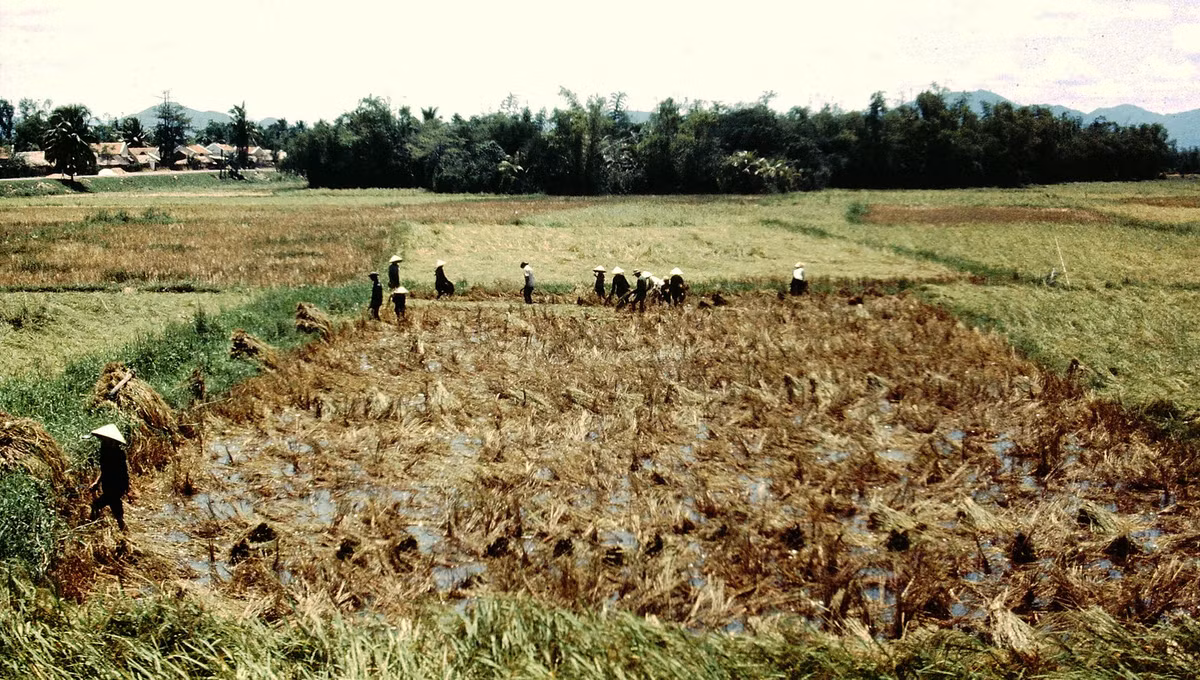 Những người nông dân trên cánh đồng sau mùa gặt ở vùng nông thôn Bình Định. Ảnh: Ernest Gaudreau.