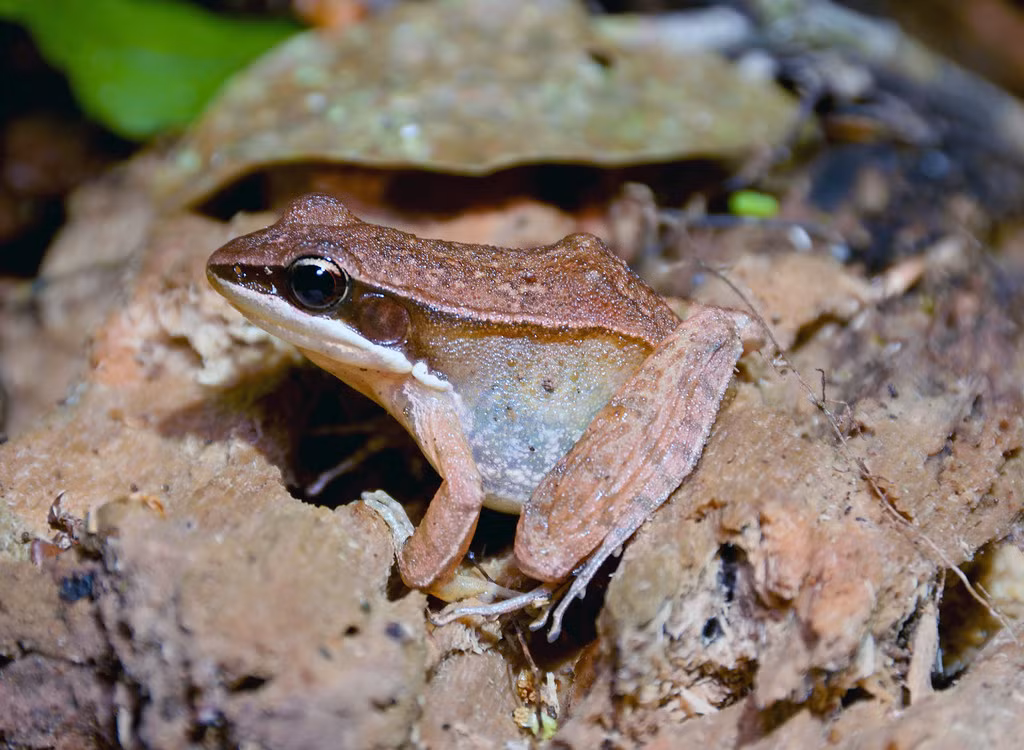 Ếch cao nguyên Langbian (Hylarana montivaga) ở Vườn quốc gia Bidoup Núi Bà. Ảnh: Gary Stephenson / Flickr.