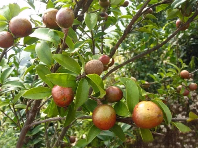 Loại quả quý được mệnh danh ‘vàng lỏng’ Bình Liêu - Hình 2 Loai qua quy duoc menh danh ‘vang long’ Binh Lieu-Hinh-2