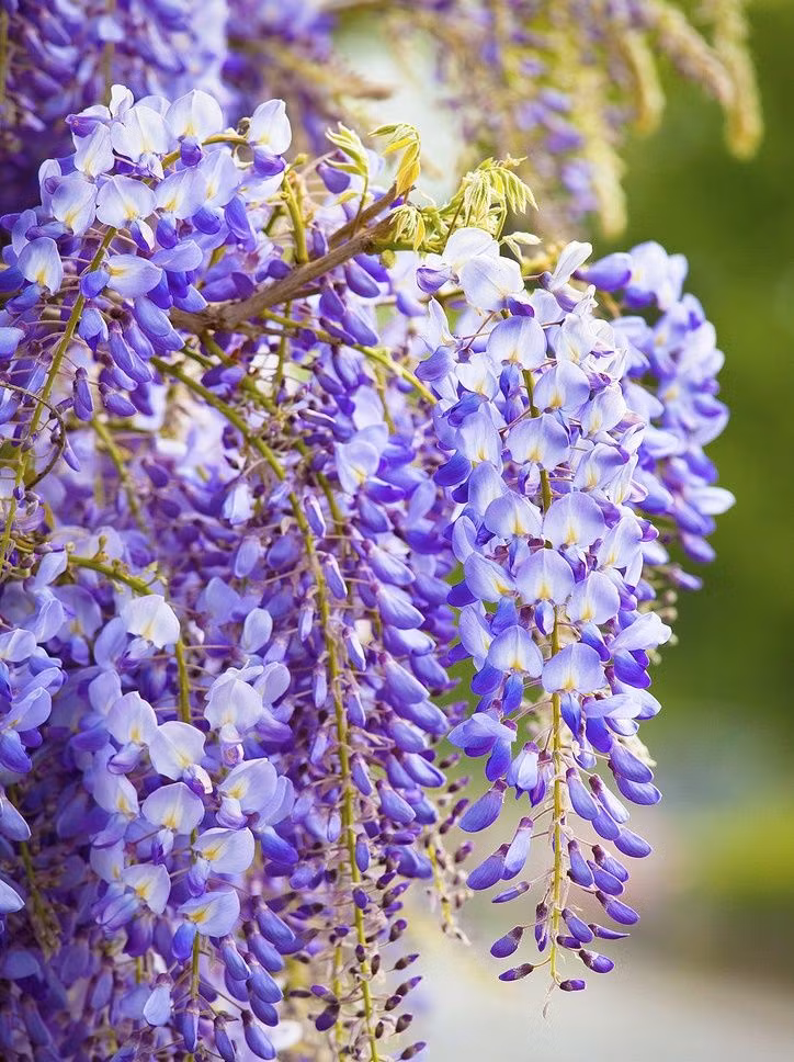  Hoa tử đằng: Biểu trưng cho tình yêu vĩnh cửu, sự chung thủy và lòng kiên nhẫn. Ảnh: Pinterest.