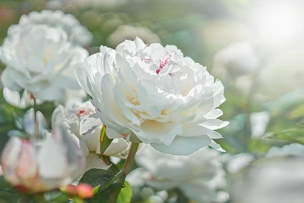  Hoa mẫu đơn: Tượng trưng cho sự phú quý, thịnh vượng và vẻ đẹp thanh nhã. Ảnh: Pinterest.
