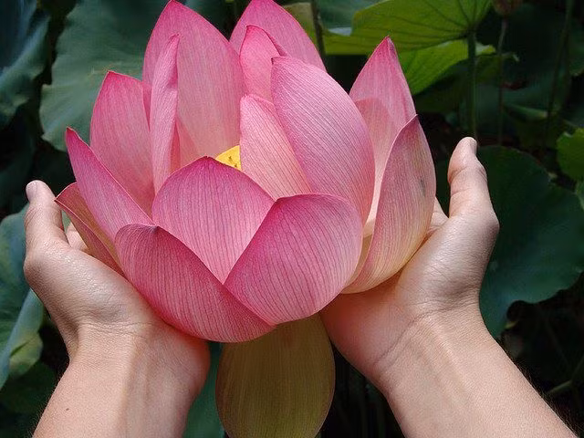  Hoa sen: Tượng trưng cho sự thuần khiết, cao quý, và tinh thần vượt qua khó khăn. Trong Phật giáo, hoa sen còn mang ý nghĩa giác ngộ và sự bình an. Ảnh: Pinterest.
