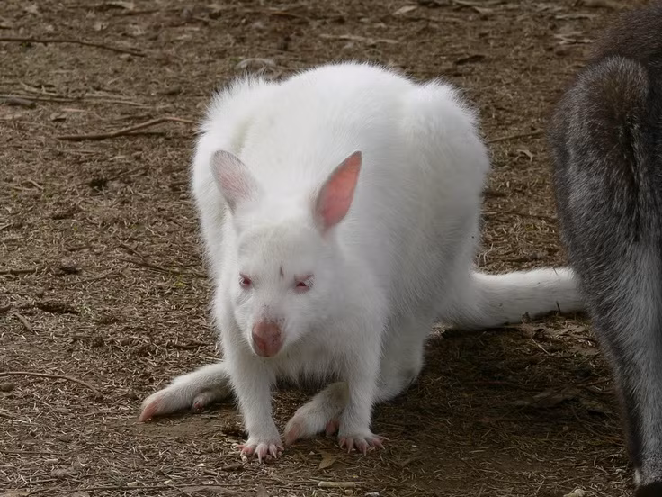  8. Kangaroo bạch tạng. Kangaroo bạch tạng có màu lông trắng, một hiện tượng hiếm gặp trong tự nhiên. Chúng thường dễ bị săn bắt hoặc trở thành mục tiêu của thú săn mồi do không thể ngụy trang. Ảnh: Pinterest./td>