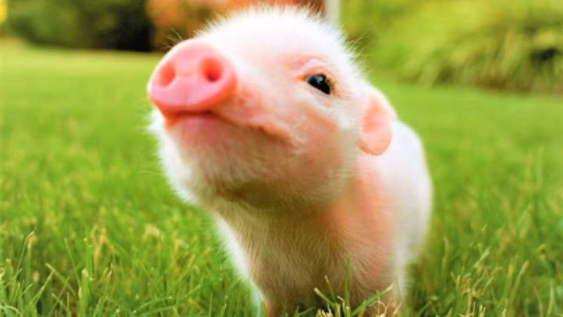 Với những người đã có đôi có cặp, tuổi Hợi có thể cùng nhau lên kế hoạch cho tương lai như bàn chuyện kết hôn, mua nhà,... Những dự định này sẽ giúp tình cảm đôi bên thêm gắn bó và bền chặt.