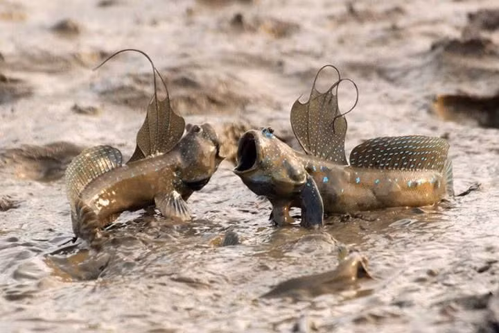  3. Cá thòi lòi (Mudskipper). Đây là một loài cá có thể sống cả trên cạn và dưới nước. Cá thòi lòi có khả năng hít thở không khí bằng cách lưu trữ nước trong mang và hấp thụ oxy qua da khi ra khỏi nước. Ảnh: Pinterest.