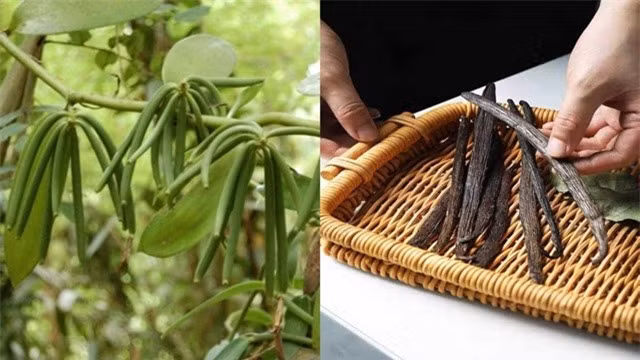 Vani được yêu thích nhờ hương thơm đặc trưng, phù hợp với nhiều món ăn. Nó được dùng như gia vị không thể thiếu của bánh ngọt, kem, nước sốt… Ngoài ra, vani còn được con người dùng làm gấu bông, nước hoa, mỹ phẩm, túi thơm…