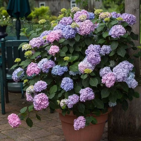  Hoa Cẩm tú cầu (Hydrangea). Độc tính: Lá và hoa chứa một chất độc gọi là cyanogenic glycosides. Triệu chứng: Khi ăn phải có thể gây khó thở, ngất xỉu, co giật và tử vong. Ảnh: Pinterest.