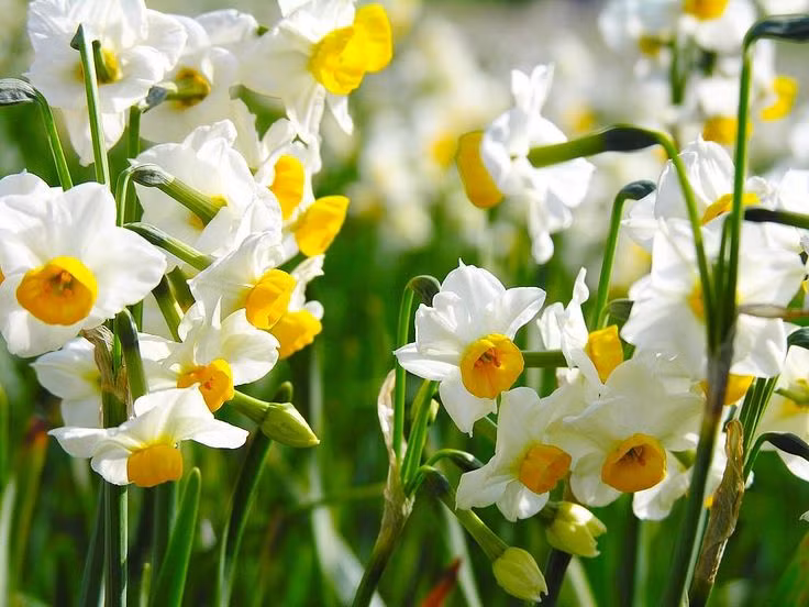  Hoa Thủy tiên (Narcissus). Độc tính: Củ và lá chứa lycorine. Triệu chứng: Tiêu chảy, nôn mửa, co giật và hôn mê nếu ăn phải. Ảnh: Pinterest.
